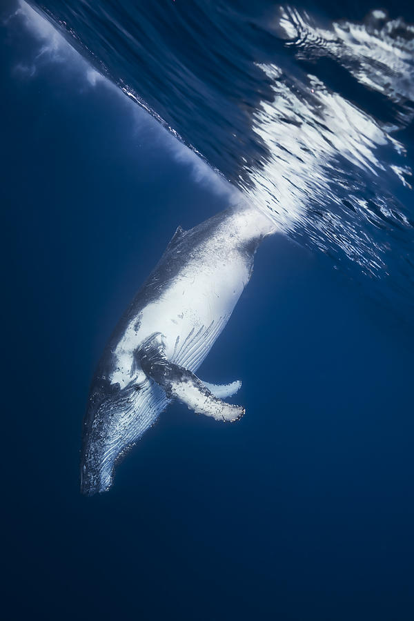 Reversing: Humpback Whale Photograph by Barathieu Gabriel