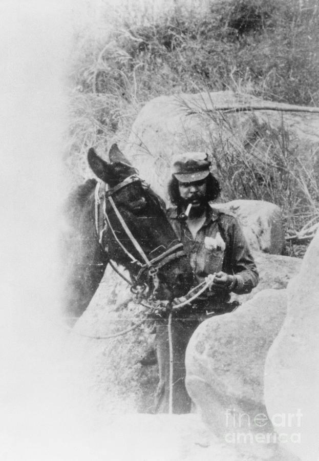 Revolutionary Che Guevara And Mule Photograph by Bettmann