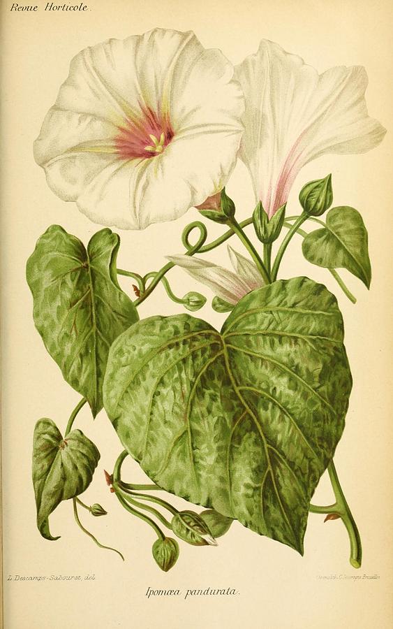 Flower Painting - Revue Horticole 1915 35 by Revue horticole Flower Painting - Revue Horticole 1915 35 by Revue horticole