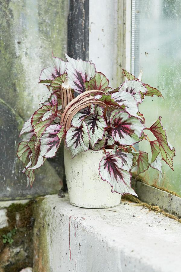 Rex Begonia With Silver-grey Leaves In Pot On Mossy Windowsill Photograph by Heidi Frhlich