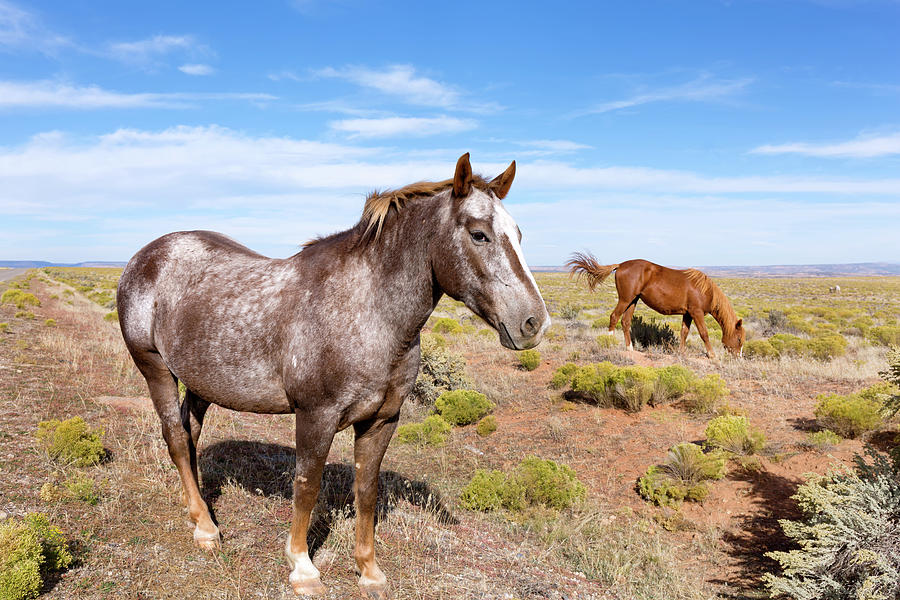 Rez Horses Photograph by Kathleen Bishop