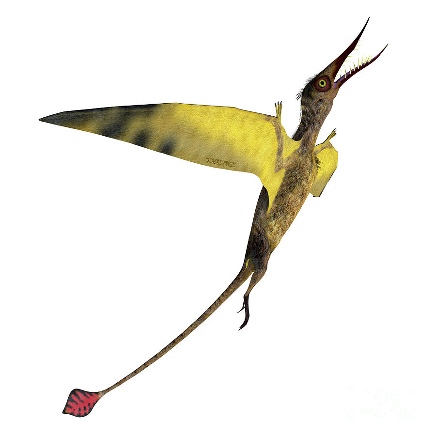 Rhamphorhynchus Pterosaur Climbing Digital Art by Corey Ford