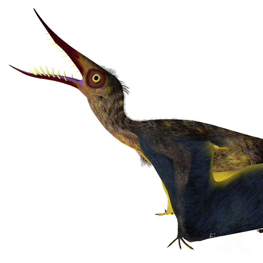 Rhamphorhynchus Pterosaur Head Digital Art by Corey Ford