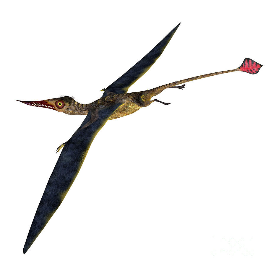 Rhamphorhynchus Pterosaur Tail Digital Art by Corey Ford