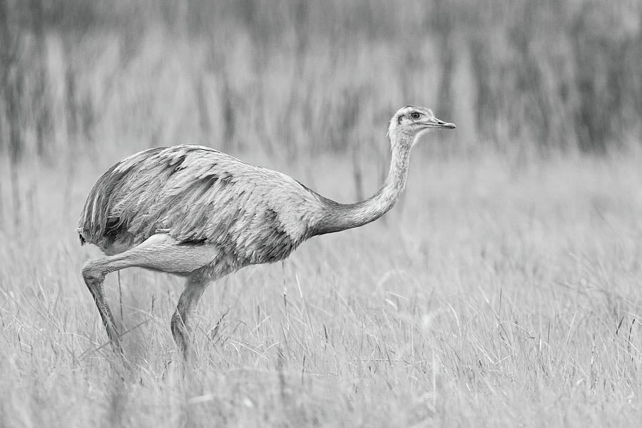 Rhea americana by Pablo Rodriguez Merkel Rhea americana by Pablo Rodriguez Merkel