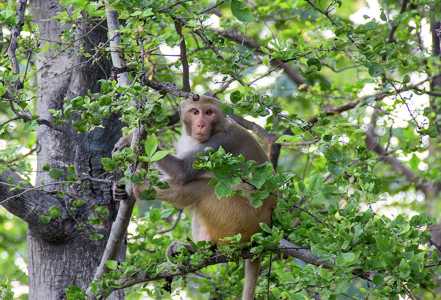 Rhesus Macaque Monkey, India Photograph by Amy Sorvillo