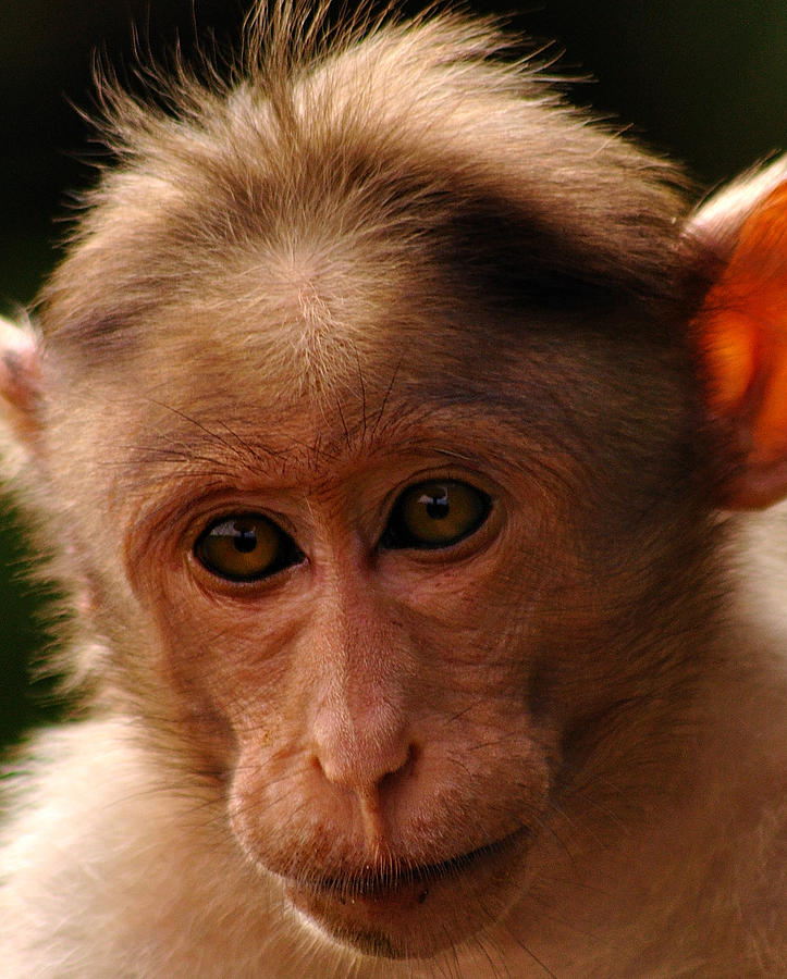 Rhesus Monkey Macaca Mulatta Photograph by Intangible Creations!!