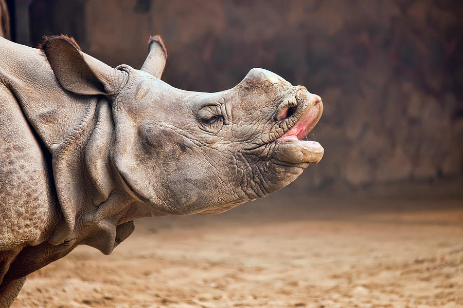 Rhino Photograph by © Deepak Bhatia