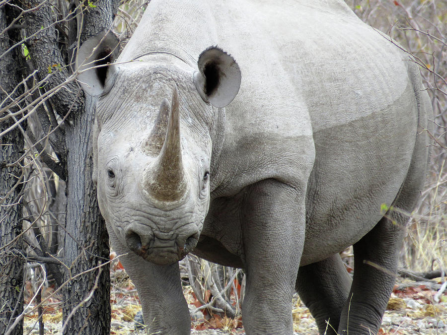 Rhino 2 Photograph by Eric Pengelly