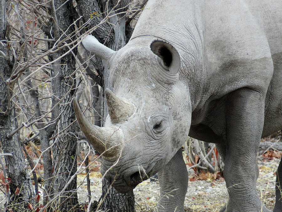 Rhino 3 Photograph by Eric Pengelly