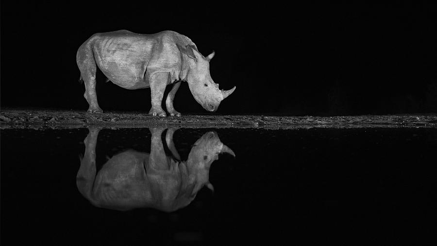 Nature Photograph - Rhino At Night by Joan Gil Raga
