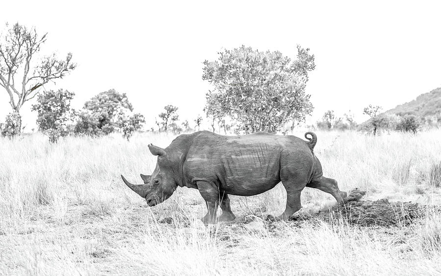 Rhino Business Photograph by Hamish Mitchell