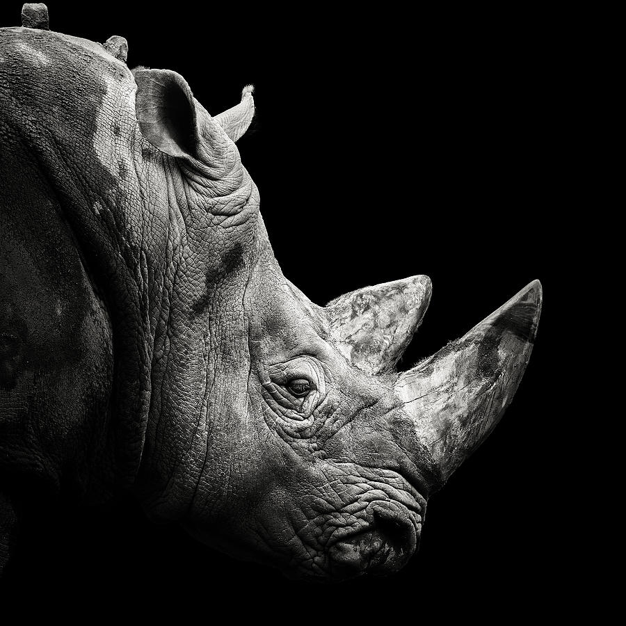 Animal Photograph - Rhino by Christian Meermann