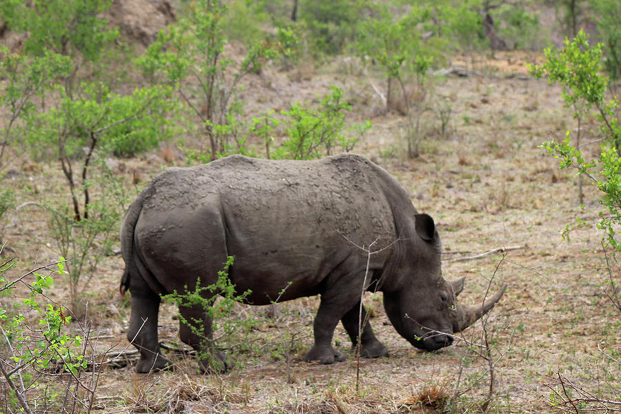 Rhino Photograph by Eric Pengelly