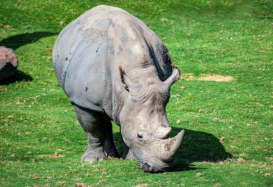 Rhino Grazing Photograph by Anthony Jones