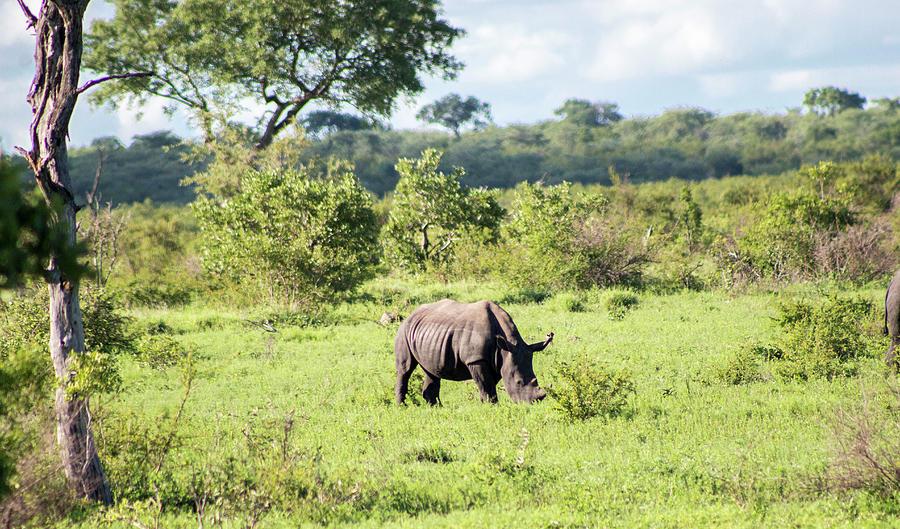 Rhino In The Grass Photograph by Erich Krummer - Fine Art America