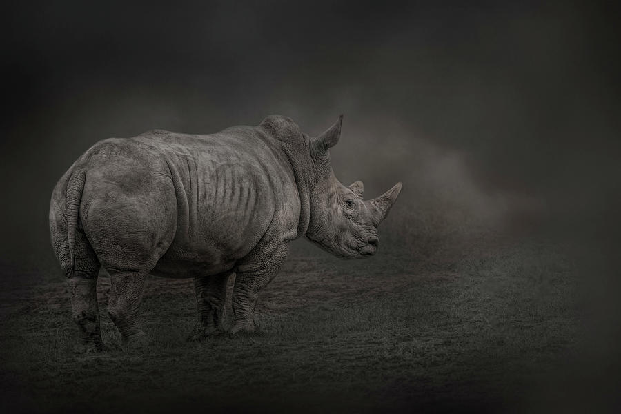 Rhino Land by Kelley Parker Rhino Land by Kelley Parker