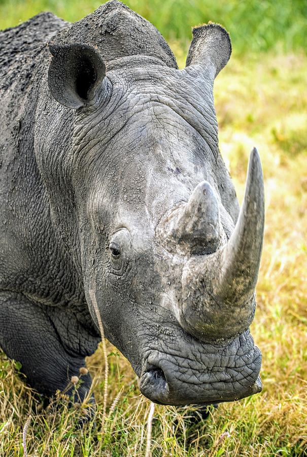 Rhino portrait Photograph by Bruce Matczak - Fine Art America