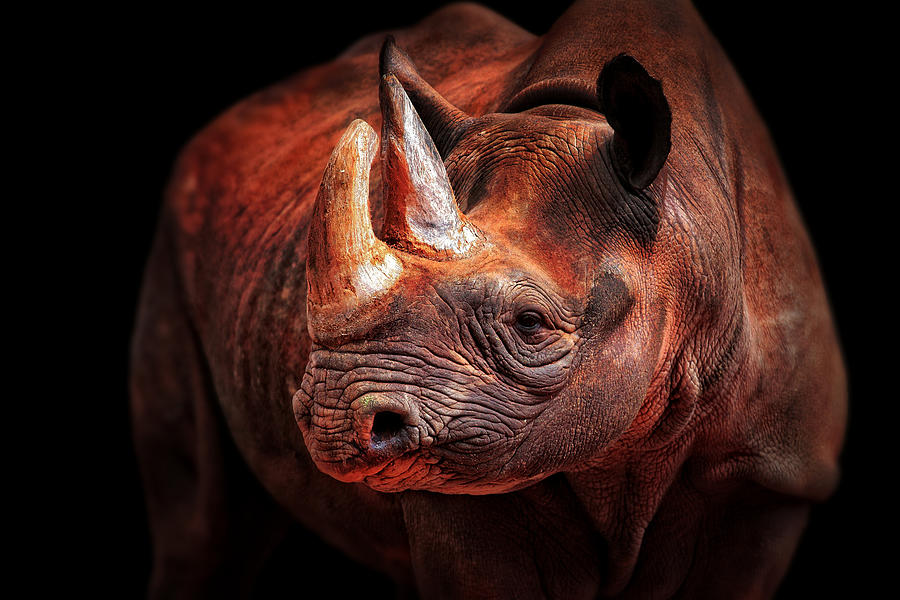 Animal Photograph - Rhino Posing by Antje Wenner-braun