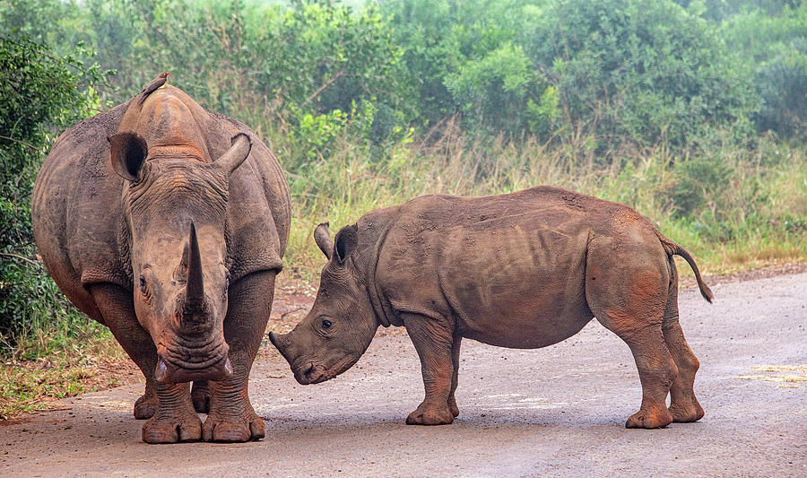 Rhino Roadblock in Hluhluwe Photograph by Marcy Wielfaert
