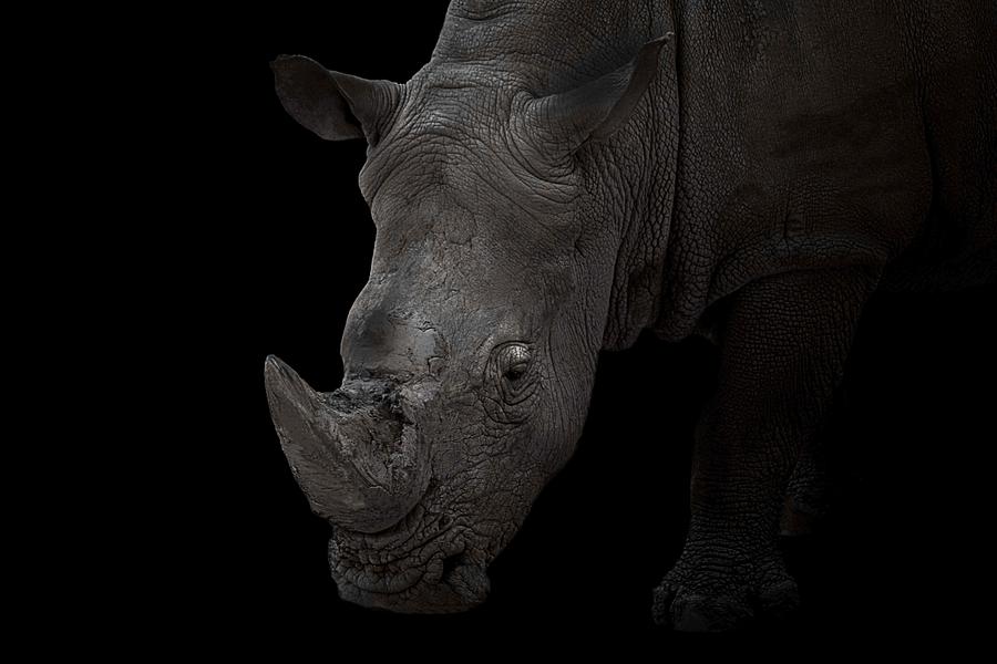 Rhino Photograph by Vitor Martins
