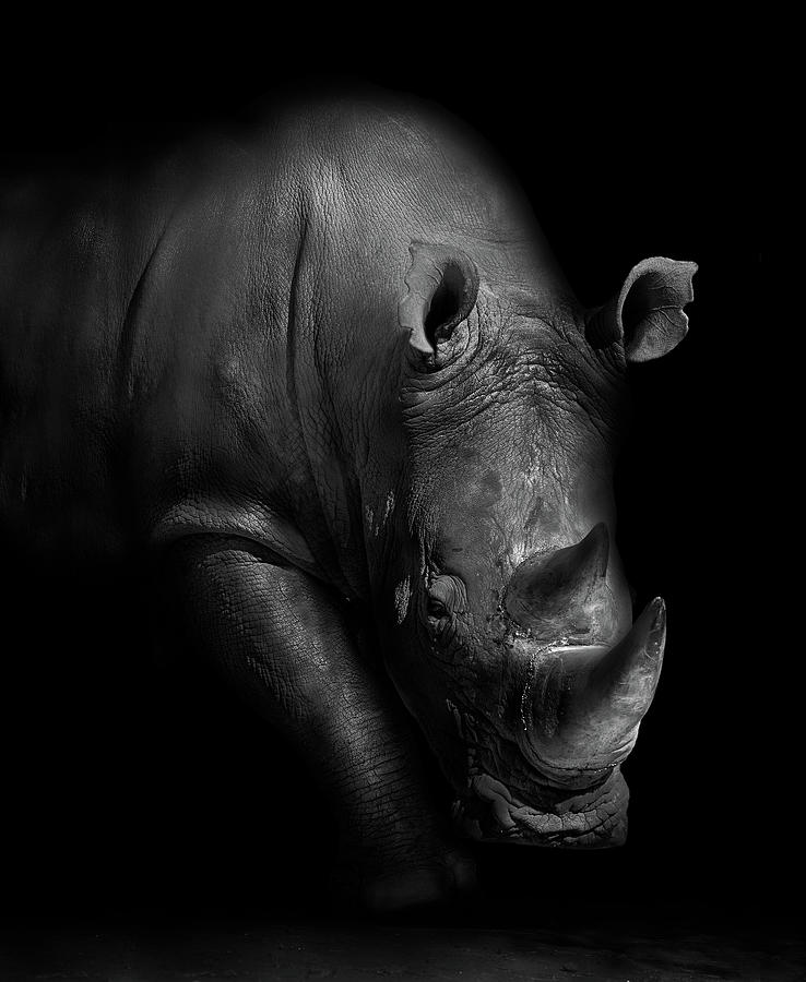 Animal Photograph - Rhino by Wildphotoart