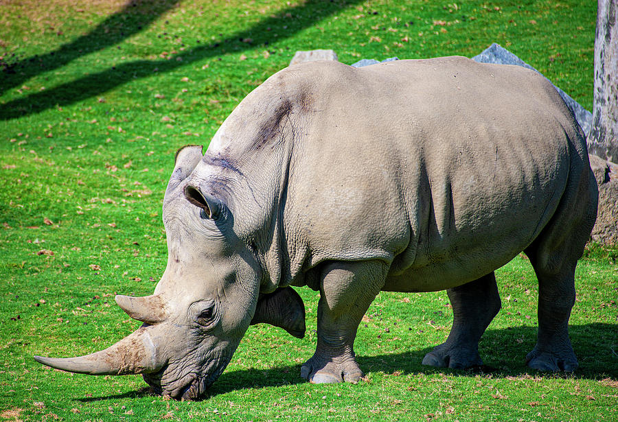 Rhinoceros Photograph by Anthony Jones