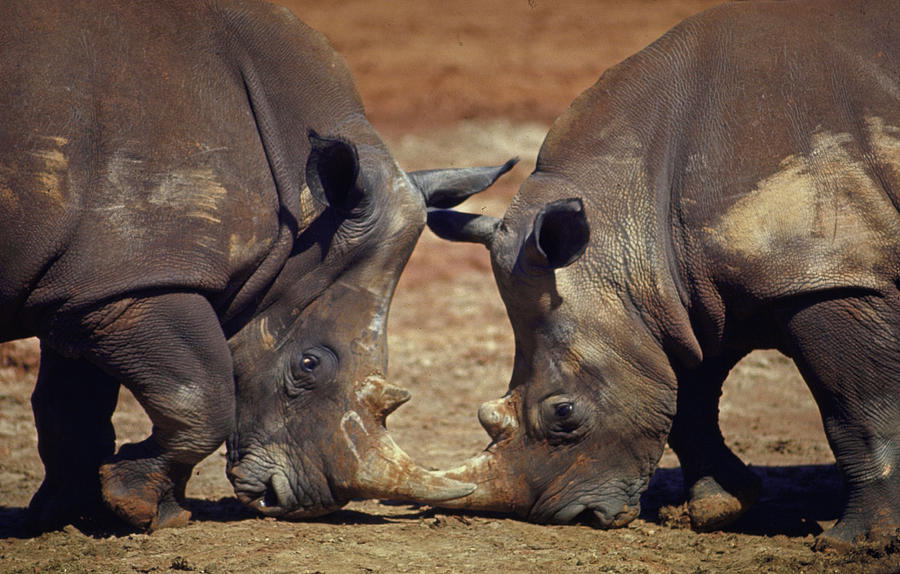Oklahoma City Photograph - Rhinoceros At Lincoln Park Zoo by Nina Leen
