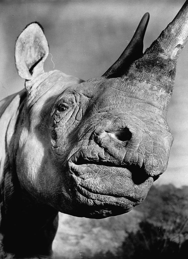Nature Photograph - Rhinoceros at the Museum of Natural History by Hansel Mieth