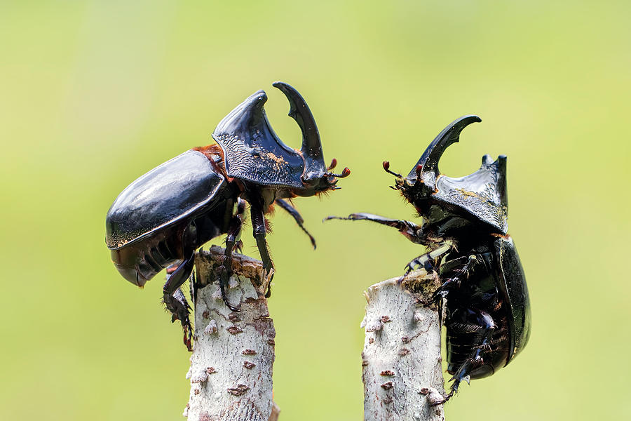 Macro Photograph - Rhinoceros Beetle by Fauzan Maududdin