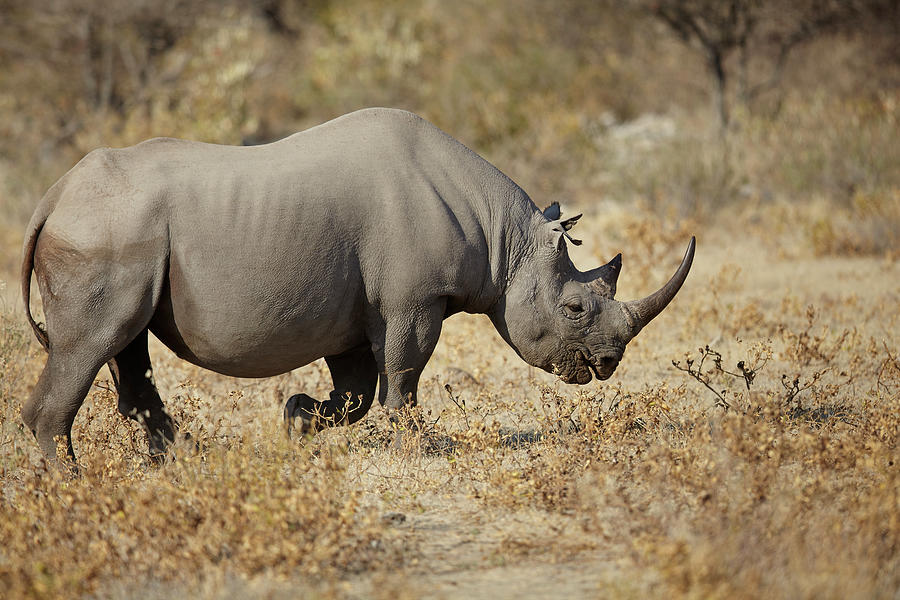 Rhinoceros In Arid Plain, Namibia, Africa Digital Art By Mara Ohlsson 