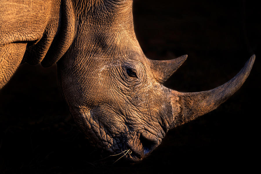 Wildlife Photograph - Rhinoceros by Jie  Fischer