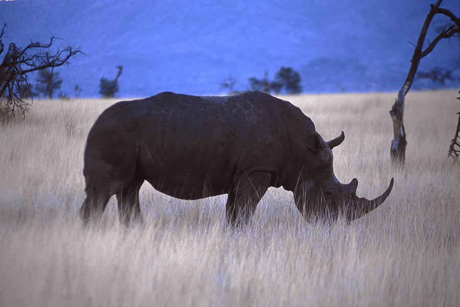Rhinoceros Digital Art by Massimo Ripani