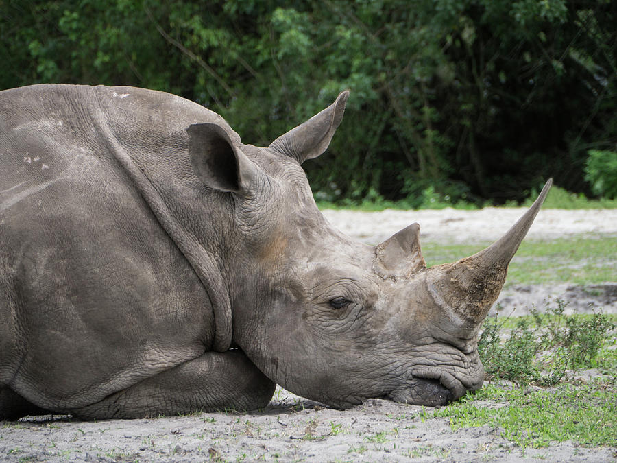 Rhinoceros Photograph by Minnie Gallman