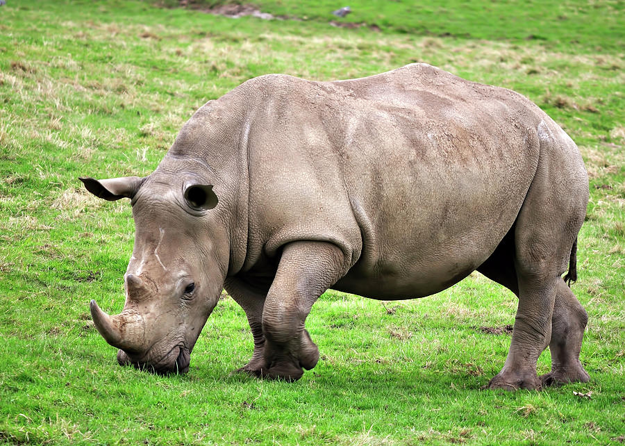 Rhinoceros Photograph by Photographer - Dave Crosby - Fine Art America