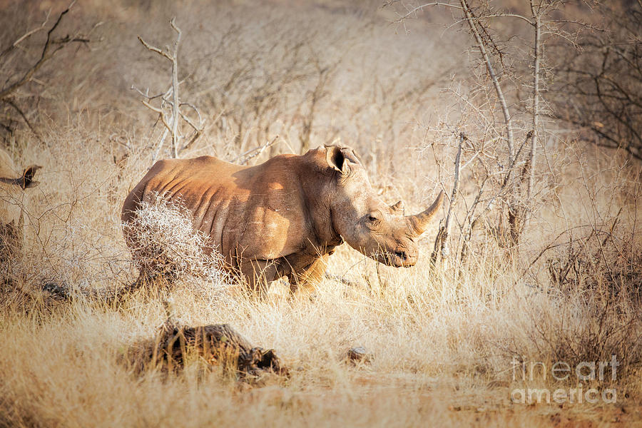 Rhinoceros Photograph by Timothy Hacker