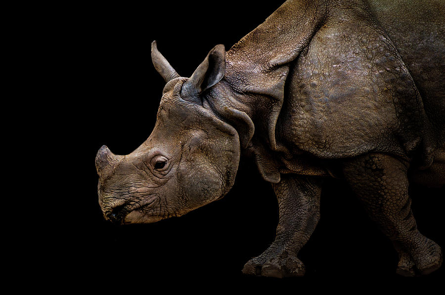 Animal Photograph - Rhinoceros by Vitor Martins