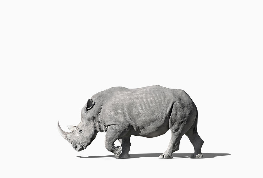 Rhinoceros Walking In Studio Photograph by Chris Clor