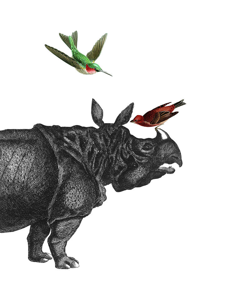 RHINOCEROS ART PRINT POSTER Animals Rhino Horn Drawing Decor Illustration