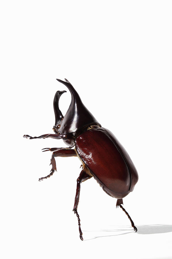 Rhinocerus Beetle Xylotrupes Gideon Photograph by Paul Taylor