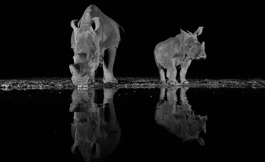 Rhinos Drinking At Night Photograph by Francoisventer