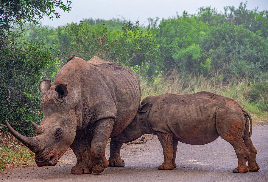 Rhinos in the Road Photograph by Marcy Wielfaert