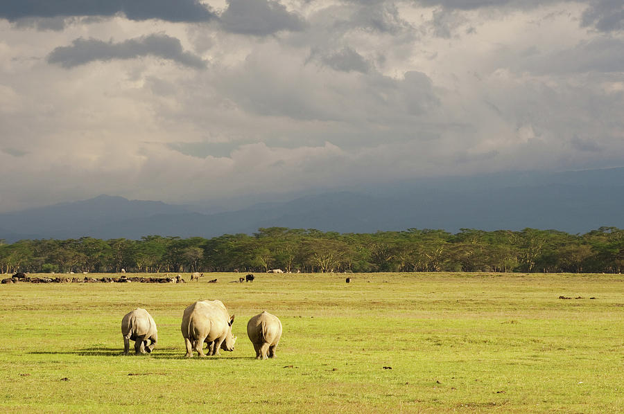 Rhinos Near Nakuru Lake, Kenya Photograph by Asier