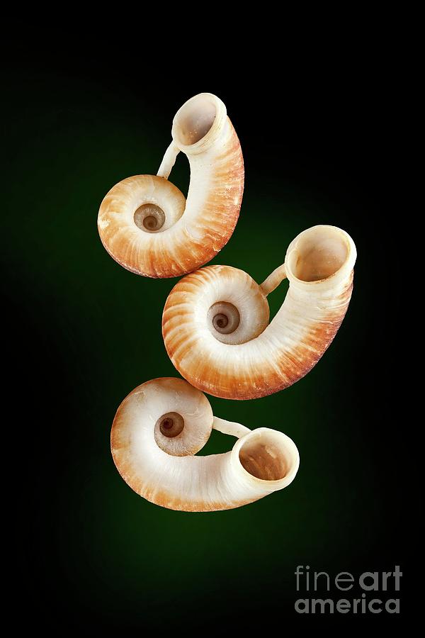 Rhiostoma Land Snail Shells Photograph By Natural History Museum ...