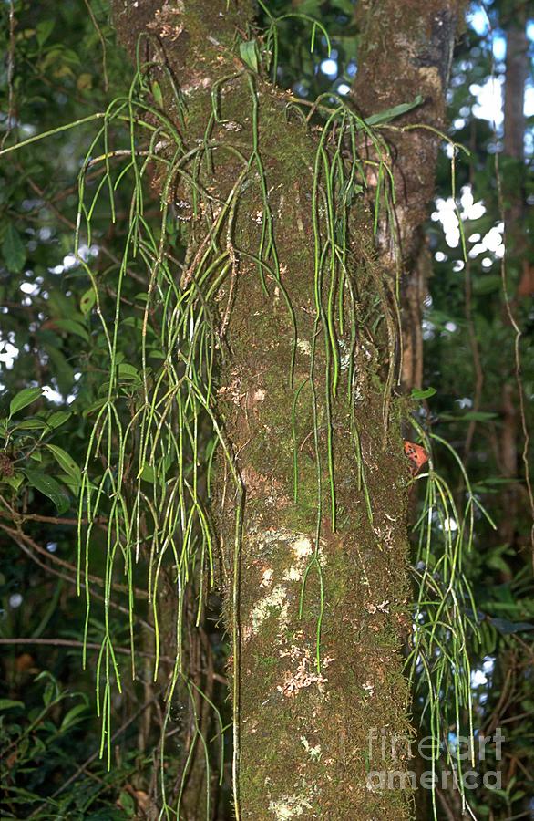 Rhipsalis Baccifera Photograph by Chris Hellier/science Photo Library