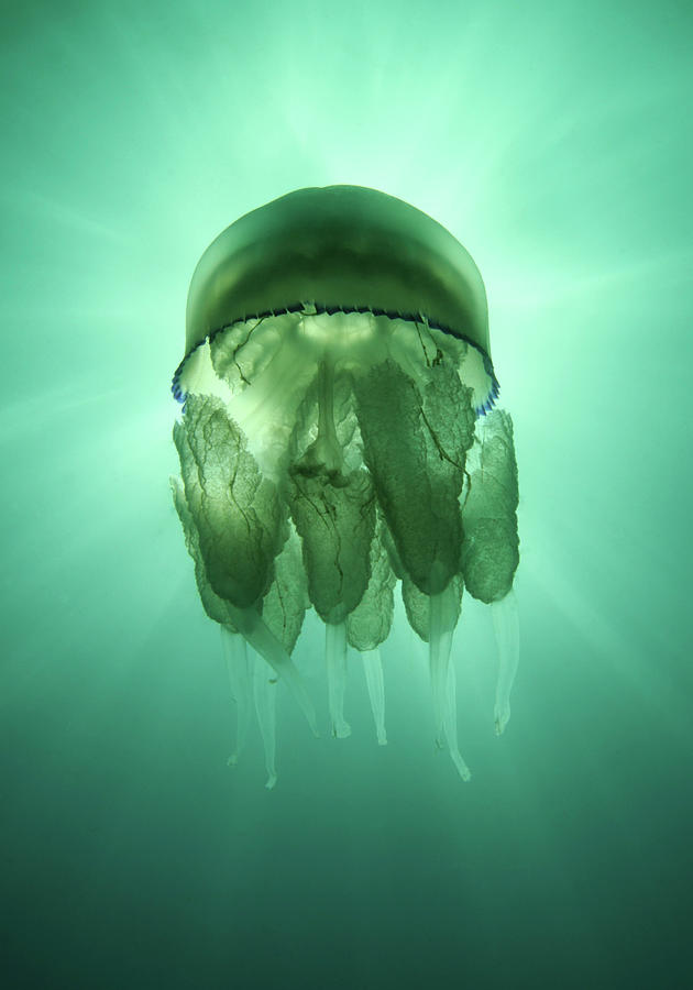 Rhizostoma Pulmo Jellyfish Photograph by Underwater Photography By Ivan Bakardjiev