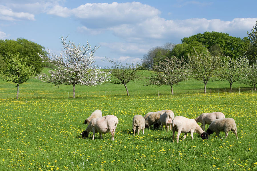 Rhönschafe Rhoen Sheep Graze On Meadow Photograph by Holger Leue