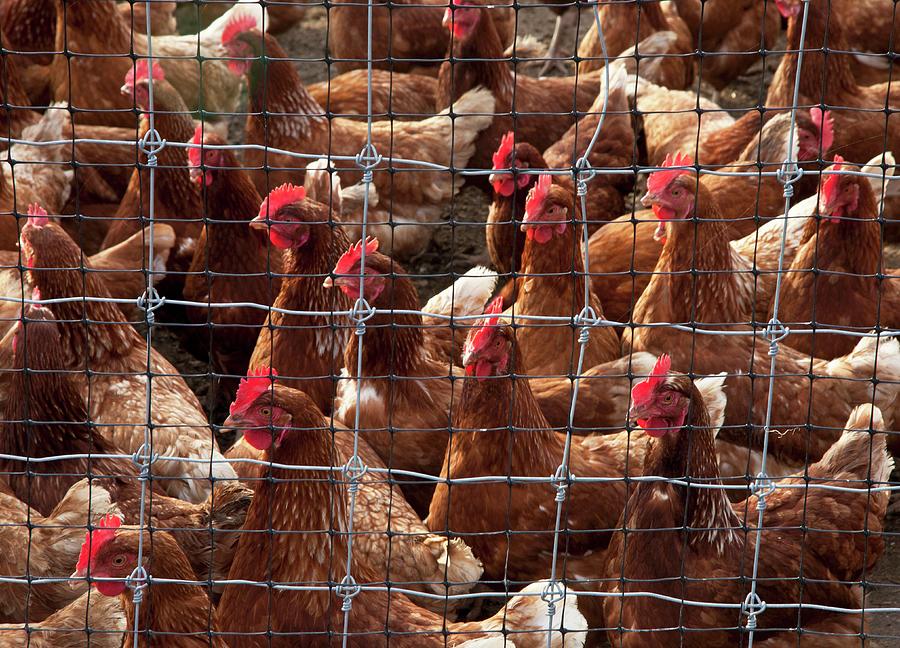 Chicken Photograph - Rhode Island Chickens Behind A Wire Fence by William Boch