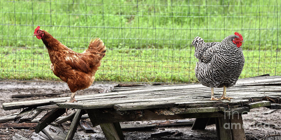Rhode Island Red And Plymouth Rock Hens Photograph