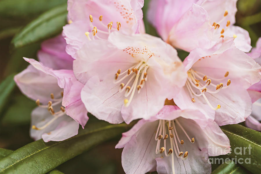 Rhodedendron bush Photograph by Sophie McAulay